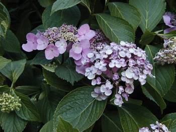 Hydrangea at the Square Charles Peguy, Paris XII