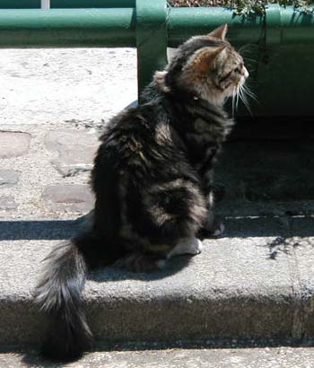 Cat who lives next door to the Julia, on the Seine.