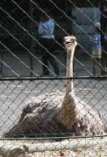 ostrich.jpg (11099 bytes)