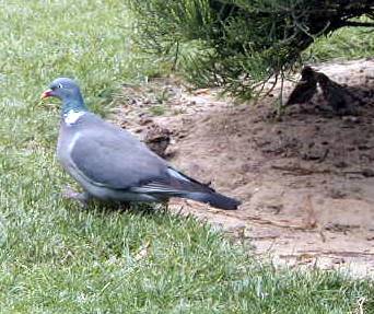 Pigeon ramier in Champ de Mars