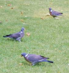 Les pigeons ramier
