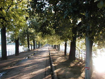 Allee Des Cygnes