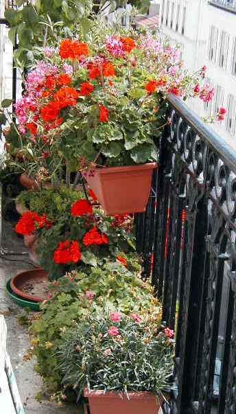 Flowers on our balcony.