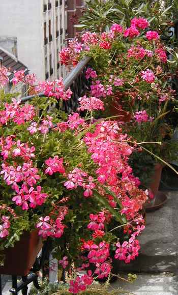 Flowers on our balcony -- again!