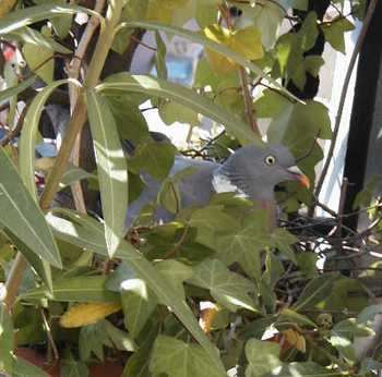 Nesting wood pigeons.