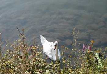 Swan in the Seine