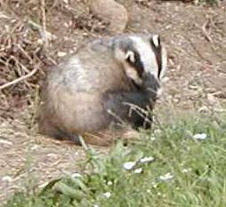 badger.jpg (26717 bytes)