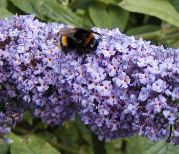 Bee at St. Tiggywinkles.