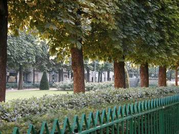 Row of chestnut trees at Place du Commerce