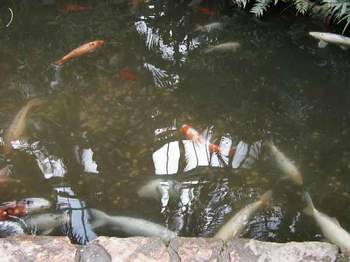 goldfish.jpg (26699 bytes)