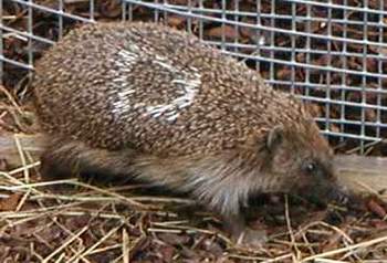 hedgehog.jpg (17749 bytes)