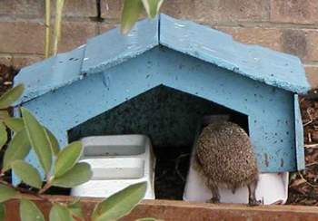 hedgehoglunch.jpg (24023 bytes)