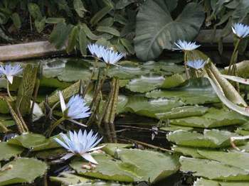 serreswaterlilies.jpg (33836 bytes)